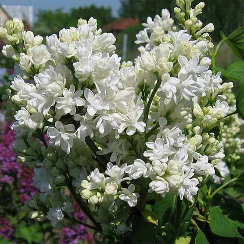 1 saz, Šeřík Mme Lemoine - : Monžstvo balíkov: 1 saz