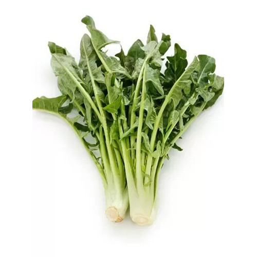 1 szt, Cykoria liściowa Imero Chrestensen - Nasiona: Ilość w opakowaniu: 1 opak