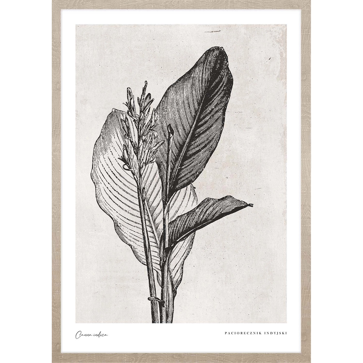 ARS LONGA Obraz CANNA INDICA LEAVES 53 x 73 cm