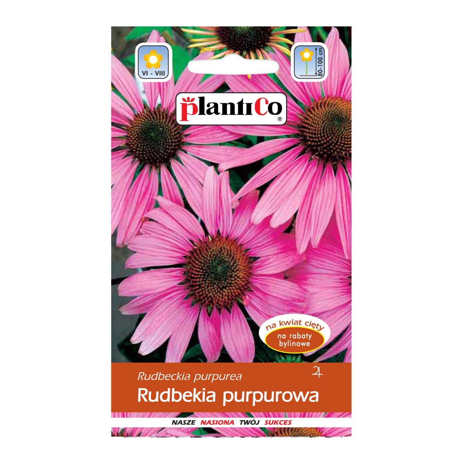 Rudbekia purpurowa