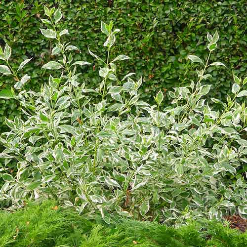1 buc, Cornus White Gold - Răsaduri: Mod de ambalare: 1 buc