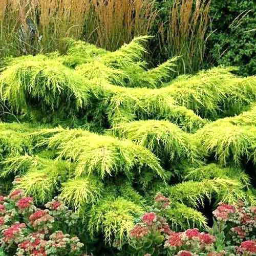 1 buc, Ienupăr Gold Star - Puieți: Mod de ambalare: 1 buc