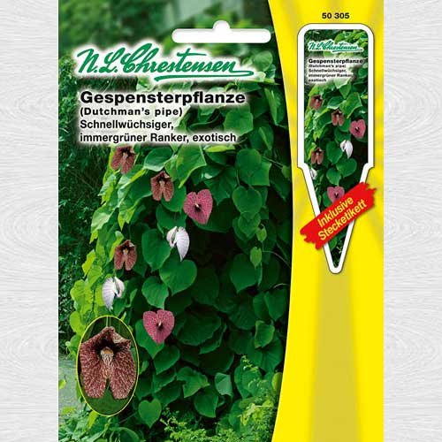 1 pac, Luleaua olandezului - Semințe: Mod de ambalare: 1 pac