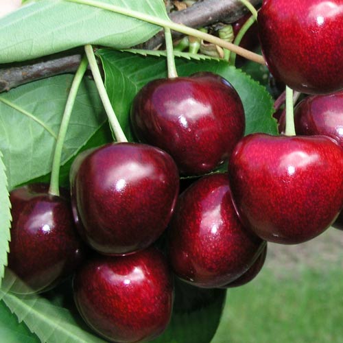 1 buc, Cireș Carmen - Puieți: Mod de ambalare: 1 buc