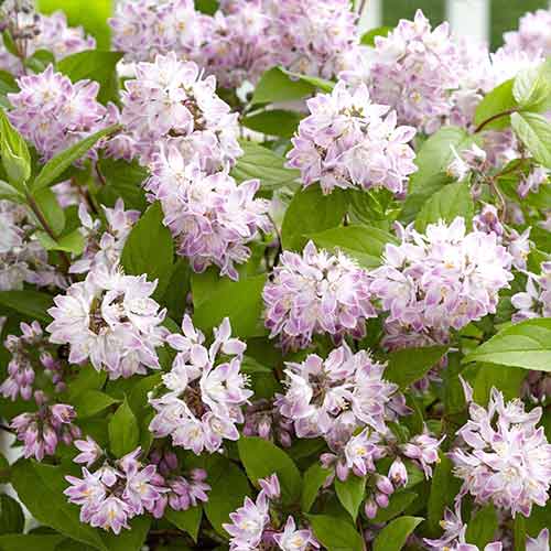 1 buc, Deutzia Pink Pom-Pom - Răsaduri: Mod de ambalare: 1 buc