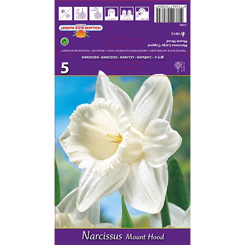 5 kus, Narcis Mount Hood - : Monžstvo balíkov: 5 kus