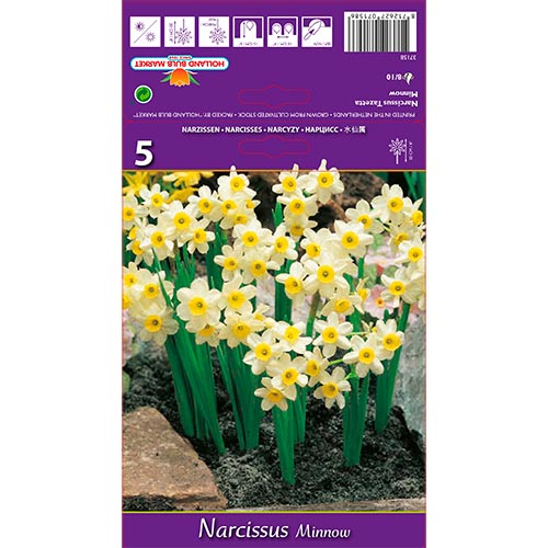 5 kus, Narcis Minnow - : Monžstvo balíkov: 5 kus