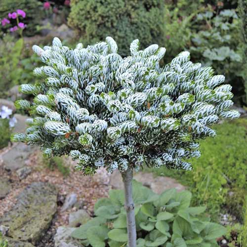 1 db, Koreai fenyő Kohout's Icebreaker , C4 - Palánták: Mod de ambalare: 1 db