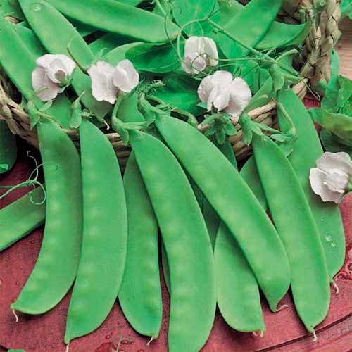 1 szt, Erbse Norli - Samen: Ilość w opakowaniu: 1 Stück