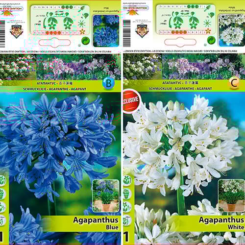 Tolles Angebot! Agapanthus, Set von 2 Sorten - Blumenzwiebeln: Ilość w opakowaniu: 2 Stück