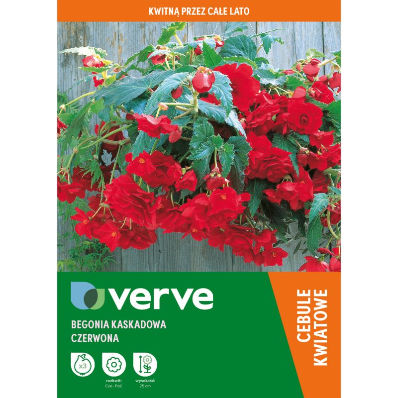 Cebule begonia Verve czerwona 3 szt.