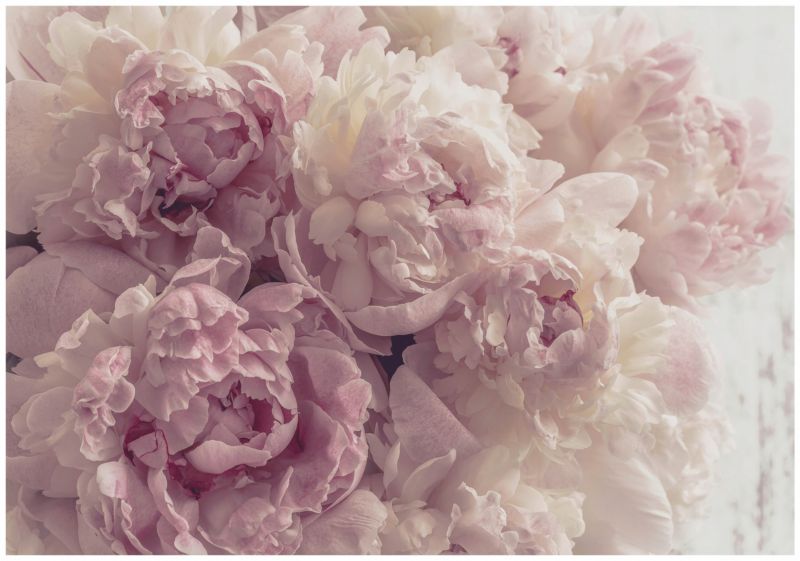 Tapeta Winylowa Na Flizelinie Ścianę WALLARENA 416x254 cm Fototapeta Do Sypialni Salonu Kwiaty 1 szt.