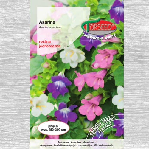 1 szt, Asarina, mieszanka - Nasiona: Ilość w opakowaniu: 10 szt