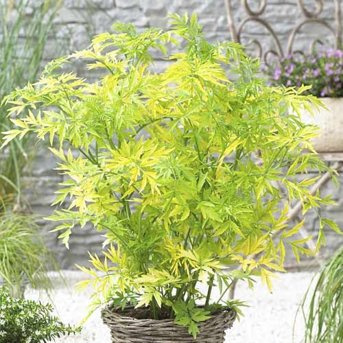 1 sadz, Bez czarny Golden Tower PBR, С3 - Sadzonki: Ilość w opakowaniu: 1 sadz