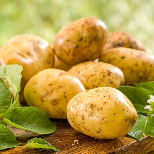 1 kg, Cartofi de sămânță Constance - Tuberculi: Mod de ambalare: 1 kg