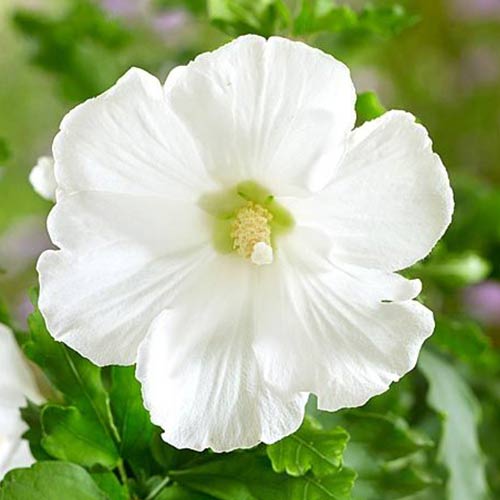 1 buc, Hibiscus Totus Albus - Răsaduri: Mod de ambalare: 1 buc