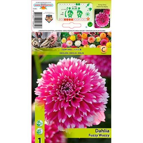 1 db, Dália Fuzzy Wuzzy - Évelő: Mod de ambalare: 1 db