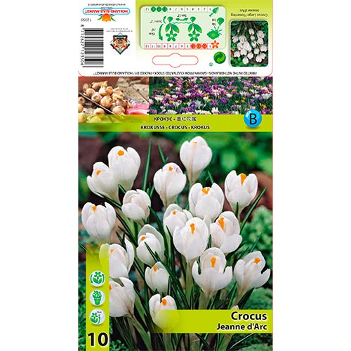 10 Stück, Krokus Jeanne d'Arc - Blumenzwiebeln: Ilość w opakowaniu: 10 Stück