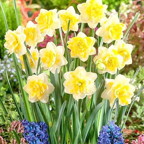 5 Stück, Narzisse Sweet Pomponette - Blumenzwiebeln: Ilość w opakowaniu: 5 Stück