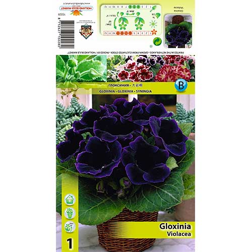 1 Stück, Gloxinie Violacea - Stauden: Ilość w opakowaniu: 1 Stück