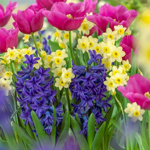 Tolles Angebot! Tulpe, Narzisse, Hyazinthe, Set von 30 Knollen - Blumenzwiebeln: Ilość w opakowaniu: 20 Stück