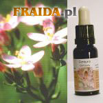 Tysiącznik pospolity - Wolność