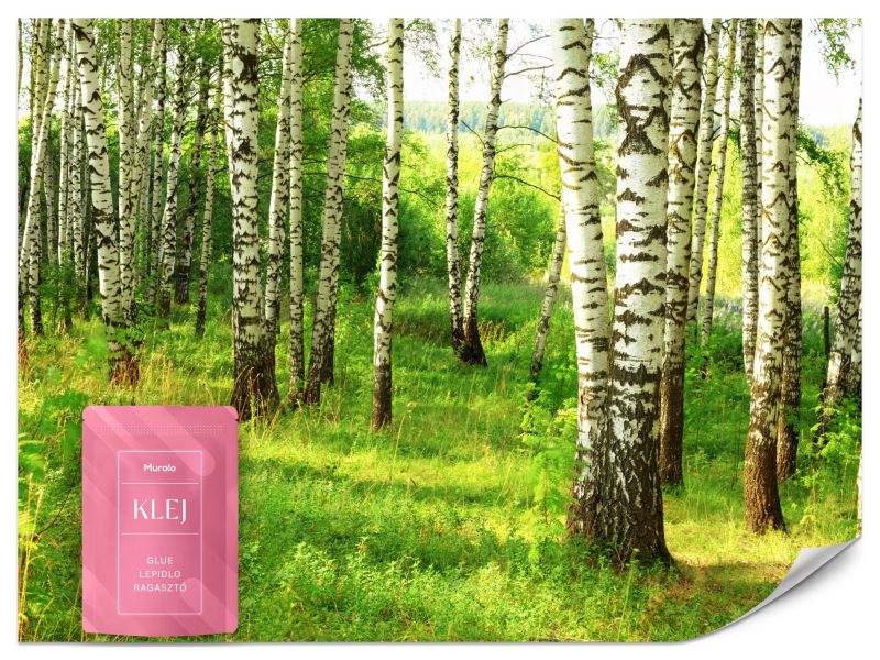 Fototapeta Muralo Brzozowy Las 200x140 cm 1szt.