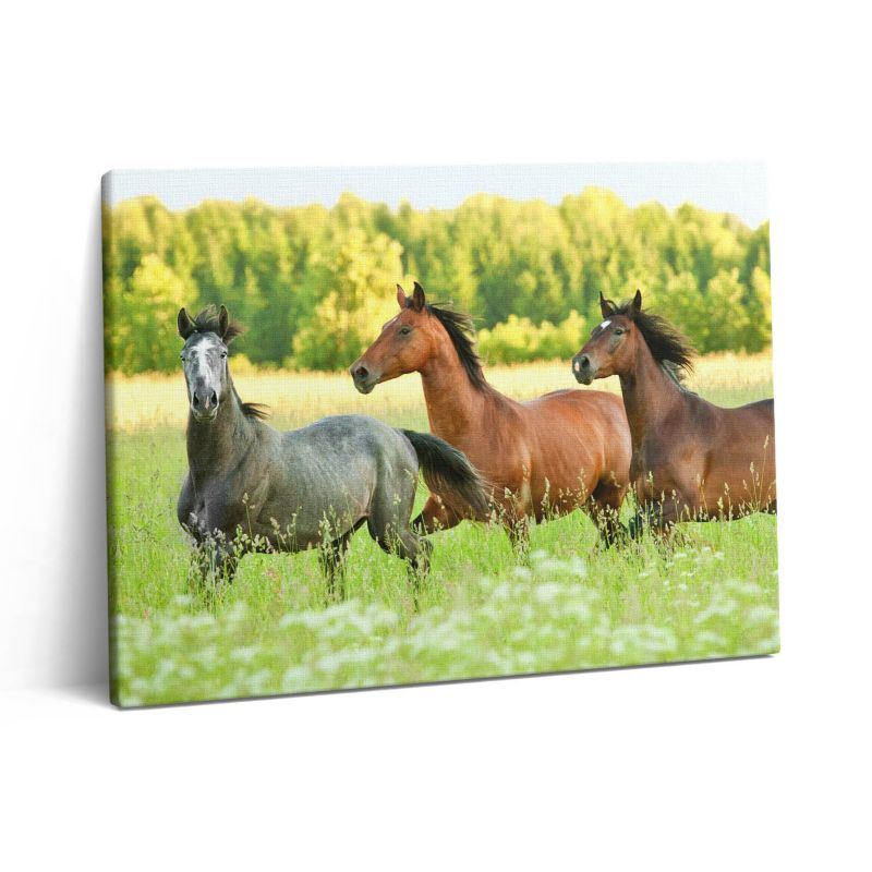 Obraz na płótnie Wallfluent 80x60 cm Konie rumaki na łące 1 szt.