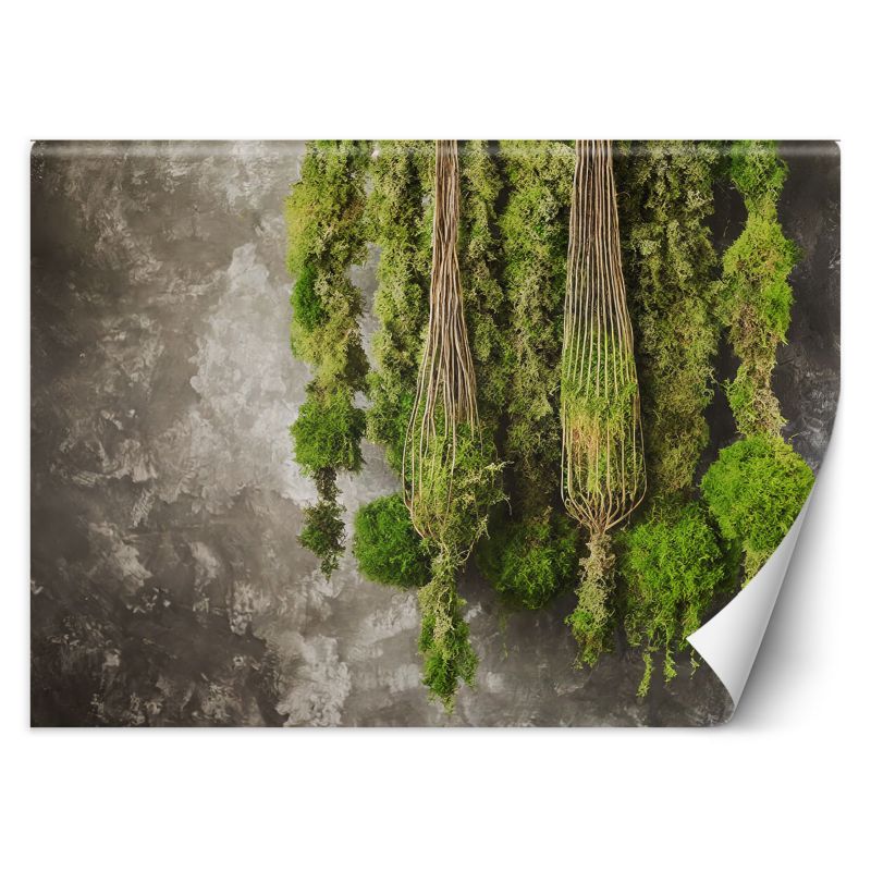 Fototapeta Feeby Mech roślina natura 200x140 1 szt