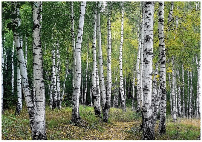 Fototapeta Las 3D Brzozowy WALLARENA 350x250 cm Tapeta Do Sypialni Salonu Na Flizelinie 1 szt.