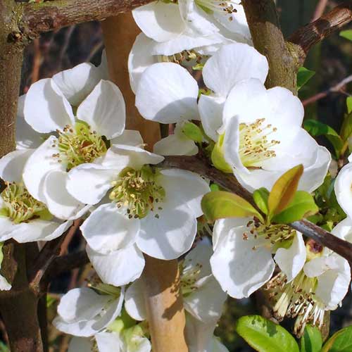 1 sadz, Pigwowiec okazały Nivalis - Sadzonki: Ilość w opakowaniu: 1 sadz