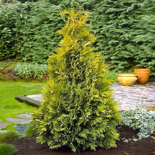 1 sadz, Żywotnik zachodni (Thuja) Yellow Ribbon - Sadzonki: Ilość w opakowaniu: 1 sadz
