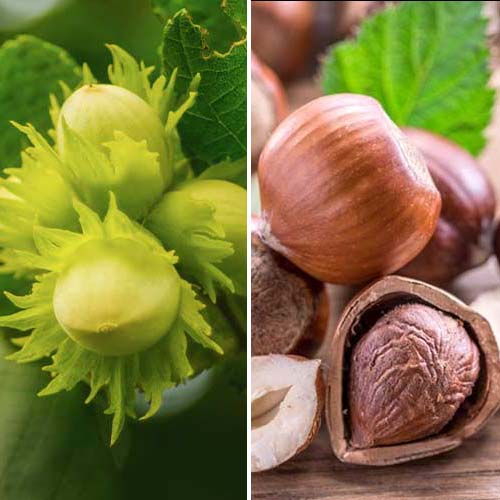 Aluni Duo, set de 2 soiuri - Puieți: Mod de ambalare: 2 buc