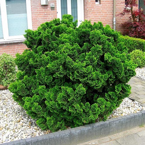 1 buc, Chiparos japonez - Puieți: Mod de ambalare: 1 buc