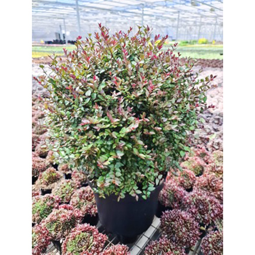 1 buc, Caprifoi târâtor Purple Mist - Răsaduri: Mod de ambalare: 1 buc