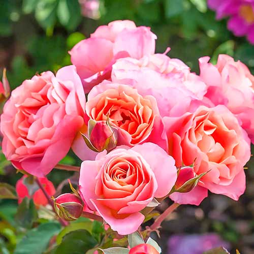 1 buc, Trandafir floribunda Trendy Fashion - Butași: Mod de ambalare: 1 buc