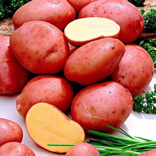 2 kg, Cartofi de sămânță Romano - Tuberculi: Mod de ambalare: 2 kg