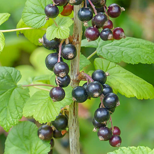 1 buc, Coacăz negru Ben Lomond - Puieți: Mod de ambalare: 1 buc