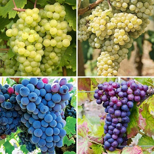 4 db, Hihetetlen ajánlat! Elita szőlő, 4 db csemete készlet - Dugványok: Mod de ambalare: 4 db