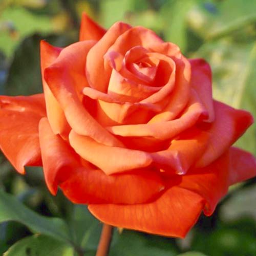 1 db, Rózsa teahibrid Christoph Columbus - Palánták: Mod de ambalare: 1 db