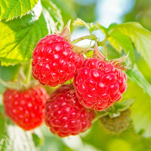 1 Pflanze(n), Himbeere Schonemann Red - Setzlinge: Ilość w opakowaniu: 1 Pflanze(n)