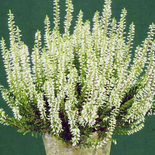 1 Pflanze(n), Besenheide Elisa - Setzlinge: Ilość w opakowaniu: 1 Pflanze(n)