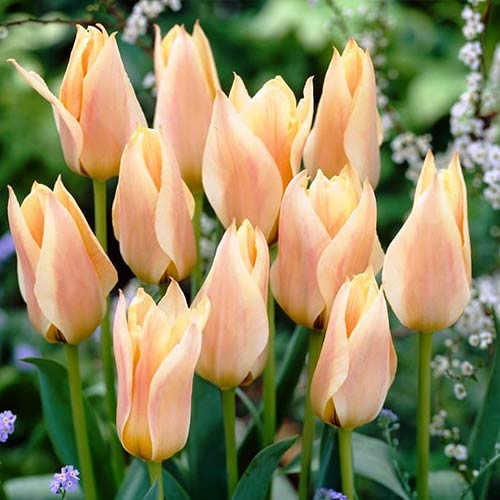 10 Stück, Tulpe Fur Elise - Blumenzwiebeln: Ilość w opakowaniu: 10 Stück