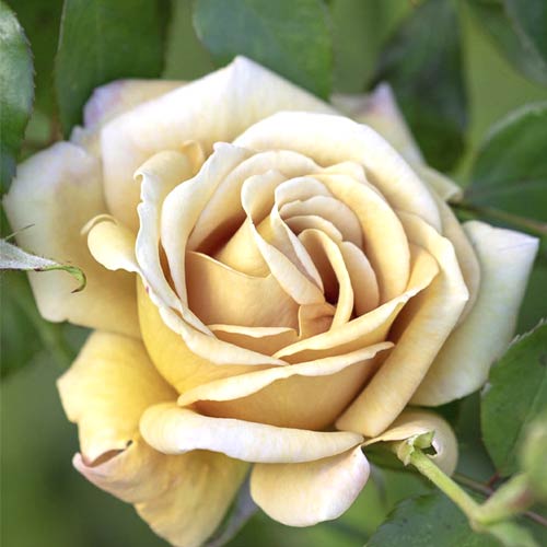 Rosa floribunda Honey Dijon , C5 - Plántulas: Ilość w opakowaniu: 1 plantas