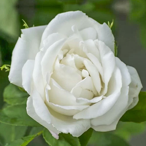 Rosa de flor grande Mount Shasta, root ball - Plántulas: Ilość w opakowaniu: 1 plantas