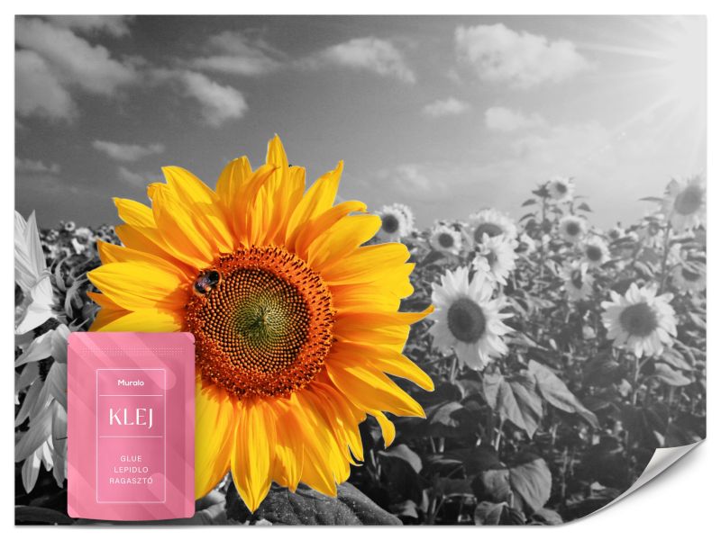 Fototapeta Muralo Piękny Kolorowy Słonecznik 200x140 cm 1szt.