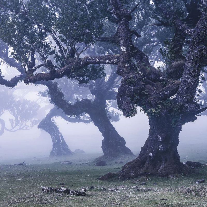 fototapeta Sanders & Sanders mglisty las niebieskim 400 x 250 cm - 1 rol.