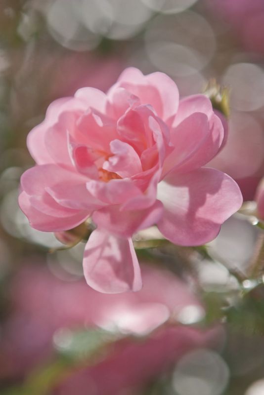 fototapeta Sanders & Sanders bukiet różowym 184 x 254 cm - 1 rol.