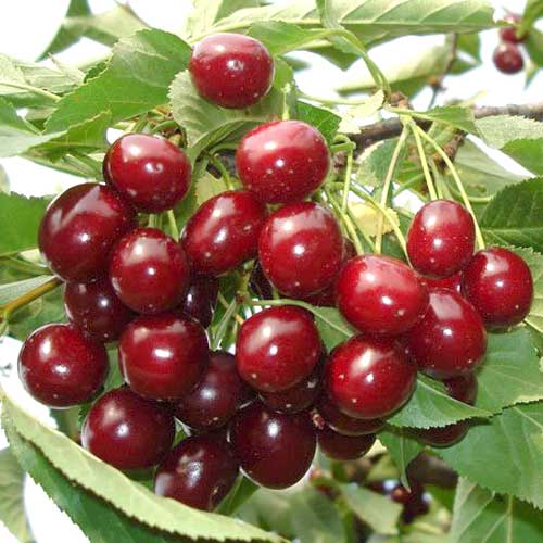 1 sadz, Wiśnia Łutówka - Sadzonki: Ilość w opakowaniu: 1 sadz