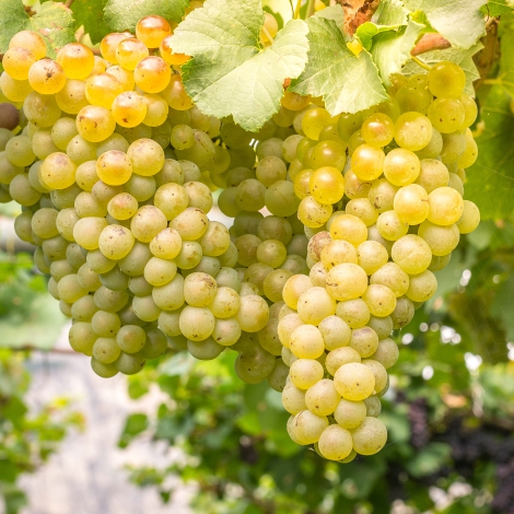 1 sadz, Winorośl Kiszmisz biała - Sadzonki: Ilość w opakowaniu: 1 sadz